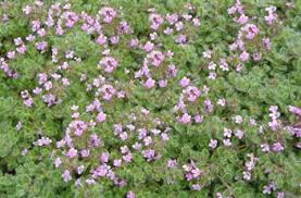 Wet max life foam for fresh flowers. Stepables Com Plants That Tolerate Foot Traffic Wooly Thyme Plants Evergreen Groundcover