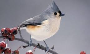 Birds With Tufted Heads Tufted Titmouse Titmouse Bird Backyard Birds Cute Birds