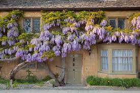 Alan Titchmarsh A Foolproof Guide To Growing Wisteria