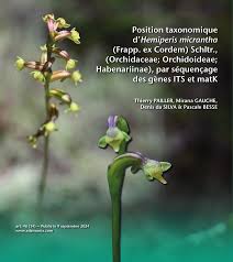 Image result for Cynorkis kassneriana