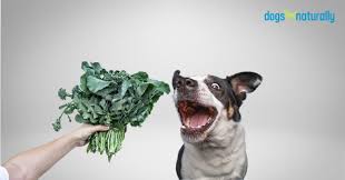 Yes, kale will not hurt a dog if eaten in moderation but it should not be their main source of nutrition. Is Kale Safe For Your Dog Experts Give Their Advice Dogs Naturally