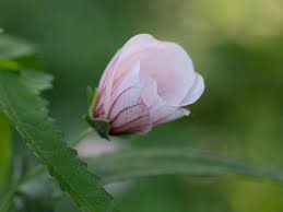 Image result for Pavonia columella