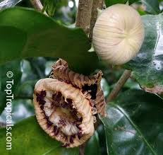 Image result for Napoleonaea