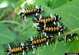 Check spelling or type a new query. Save Your Milkweed For Monarchs Pittsburgh Post Gazette