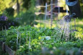How often to water in heat. How Often Should I Water My Garden Best Garden Tips