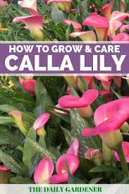 If your lily has become root bound, it is easy enough to move it to the next larger size pot by simply removing it from its pot and potting it up. How To Grow Calla Lily Outdoor 4 Tips To Care Calla Lily Flowers Lily Plant Care Lily Plants