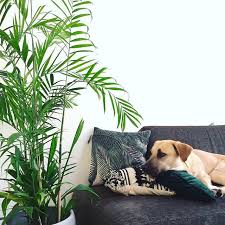 All coupons deals free shipping verified. 15 Houseplants That Are Beautiful And Safe For Cats And Dogs
