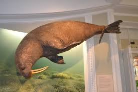Image result for walrus