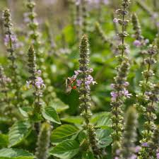 Image result for Ocimum labiatum