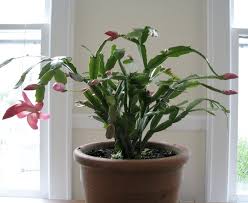 How much light your cactus needs. Tips On How To Keep Holiday Cactuses Healthy And Blooming