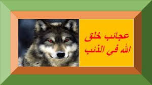 عجائب خلق الله في الذئب مميزات الذئاب Blog Posts Blog Post