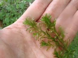 Image result for Hydrilla