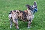 No Merle French Bulldogs - Blind, Deaf and Deformed Misery