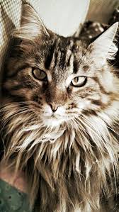 Maine coon cats are known for their size, intelligence and gentle, playful personalities which makes them very popular with families. Pin On Furry Things