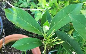 Image result for Oxyanthus latifolius