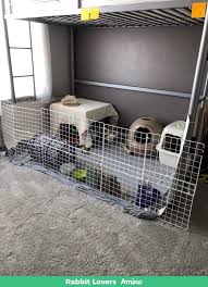 No rabbit will be entirely happy living in a cage its whole life, so i only set the cage back up if i have a really good reason to. Rabbit Cage Guide 101 Rabbit Lovers Amino Amino