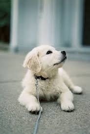 Dog Picture In 2020 Cute Animals Puppies Cute Dogs