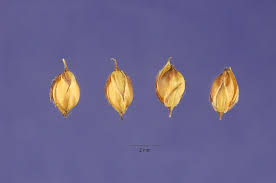 Image result for Alloteropsis cimicina