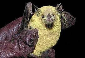 Because of pollination, the cactus plants may have fruits full of seeds. Pollinators Lesser Long Nose Bat U S National Park Service