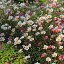 Hedge plants are cheap, easy to plant and form an attractive boundary more quickly than many gardeners imagine. Seaside Daisy Garden Express Australia S Largest Online Nursery