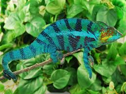 Introduzione sui camaleonti del madagascar. Rettili Esotici Camaleonte Del Madagascar Furcifer Pardalis