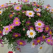 Image result for Argyranthemum