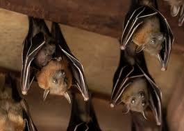 We did not find results for: 8 Ways That Bats Got Into Your House And How To Get Them Out Pest Pointers Tips For At Home Pest Control