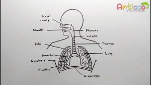 Search through 623,989 free printable colorings at getcolorings. How To Draw Human Respiratory System Diagram Youtube
