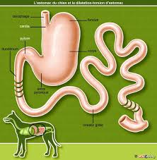 Dilatation Torsion D Estomac Chez Le Chien Conseil Veto Illustre Catedog