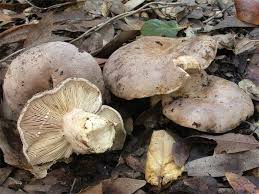 Image result for Russula perlactea