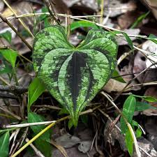 Image result for Dioscorea dregeana