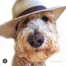 Pin By Vanessa Arronchi On Dog Goldendoodle Indiana Jones Indie