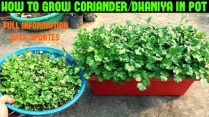 Just like a garden outside, there is a huge variety of plants you can grow indoors including vegetables, berries, herbs, flowers, and some plants will flourish indoors while others will struggle. How To Grow Coriander Dhaniya Cilantro At Home Within 10 Days Youtube