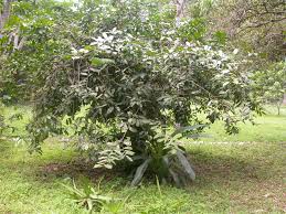 Image result for Napoleonaea