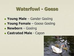 Jennifer hale was born on january 1, 1965 in goose bay, newfoundland and labrador, canada as jennifer leigh hale. Animal Science Terminology Ppt Download