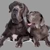 All of our dogs are in private foster homes. 1