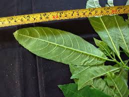 Image result for Tabernaemontana eglandulosa