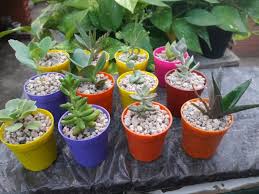 Hacer una introducción no es tarea fácil. Como Reproducir Suculentas Y Cactus Facilmente