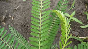 Image result for Sesbania pachycarpa