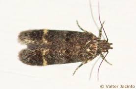 Image result for Bryotropha similis