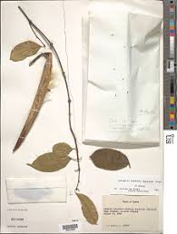 Image result for Oncinotis glabrata