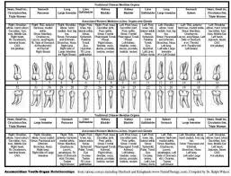 62 actual holistic tooth chart