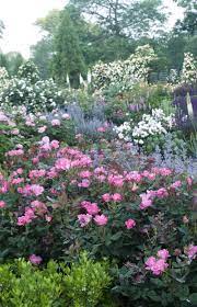 This rose has a great medium size, which allows it to be used in many areas of the garden — from borders to containers. Pairing With The Pink Knock Out Rose The Knock Out Family Of Roses