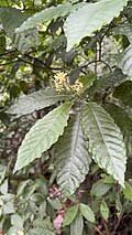 Image result for Psychotria djumaensis