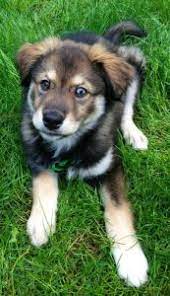 9 Facts About The Golden Retriever Husky Mix Aka Goberian Animalso