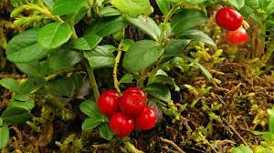 Einfach mal die hand ausstrecken und naschen. Cranberries Im Garten Pflanzen Tipps