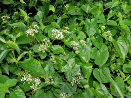 Image result for Mikania