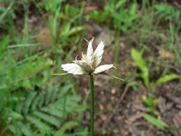Image result for Cyperus margaritaceus