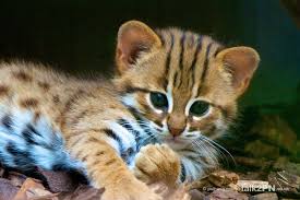 Rare Cats And Even Rarer Kittens Talk2pn Photography Blog Rare Cats Small Wild Cats Cute Animals