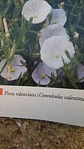 Image result for Convolvulus aschersonii